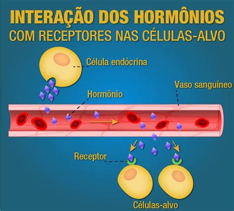 trans a colico|Como funciona a hormonioterapia para mulheres trans